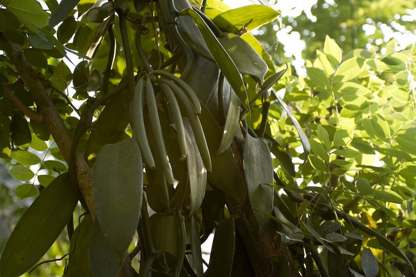 Shop World Famous Kerala Spices and Visit a Herbal Garden