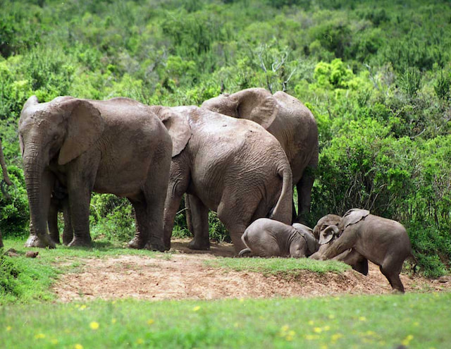 Addo Elephant National Park