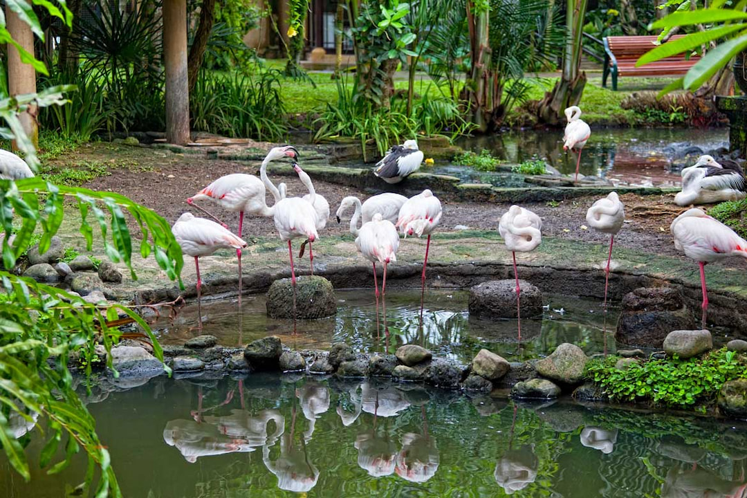 BALI BIRD PARK