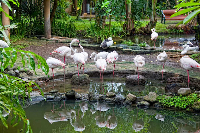BALI BIRD PARK