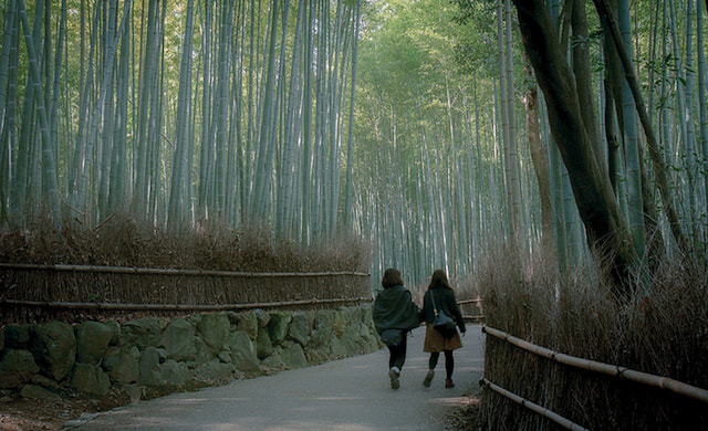 Bamboo forest