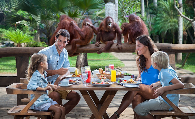 Breakfast With Orangutans