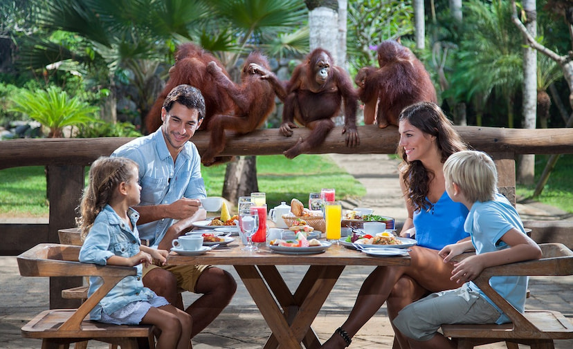 Breakfast With Orangutans