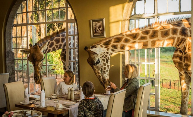 Breakfast with giraffes