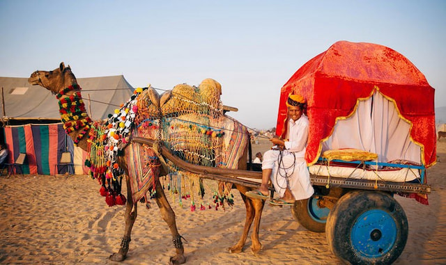 Camel Safari in Pushkar