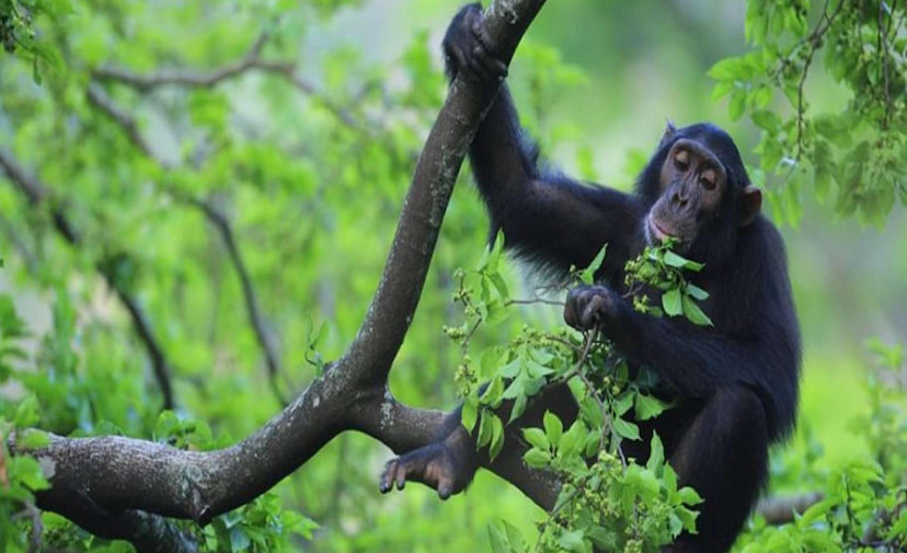Gombe stream national park