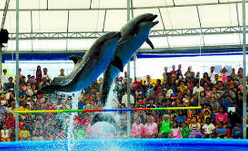 Dolphin Show