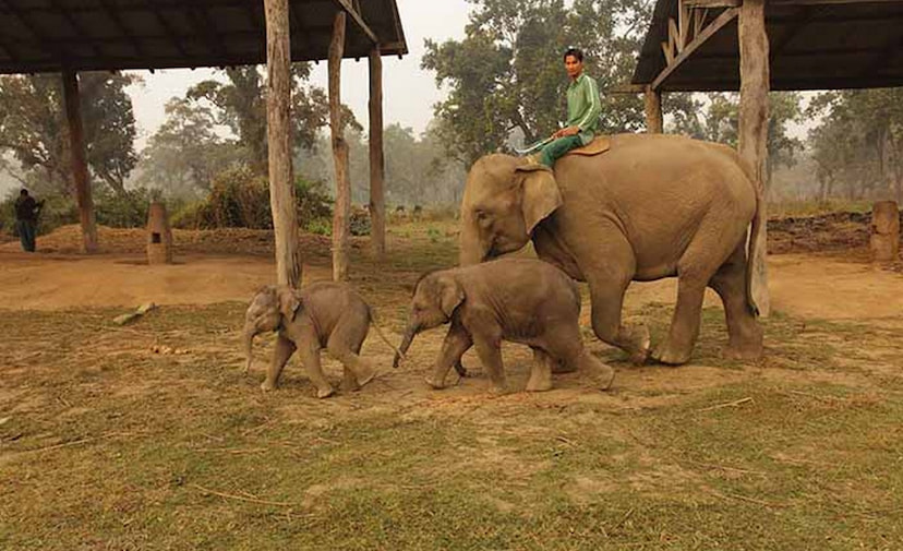 Elephant Breeding Center