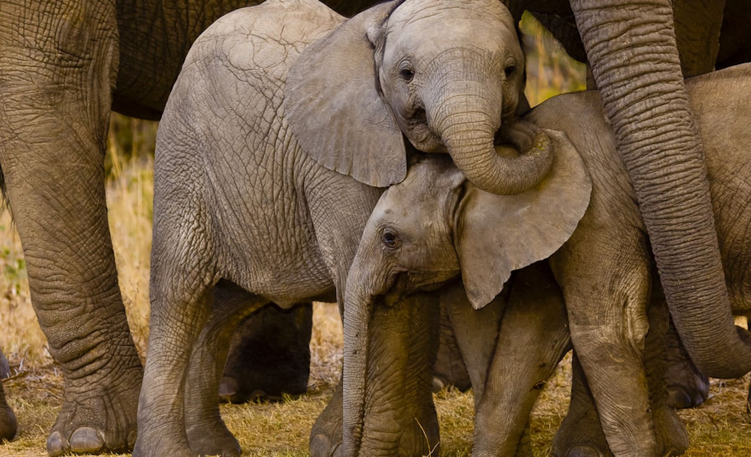 Elephant interaction and safaris