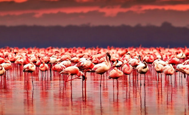 Flock of Flamingos at LAke Nakuru