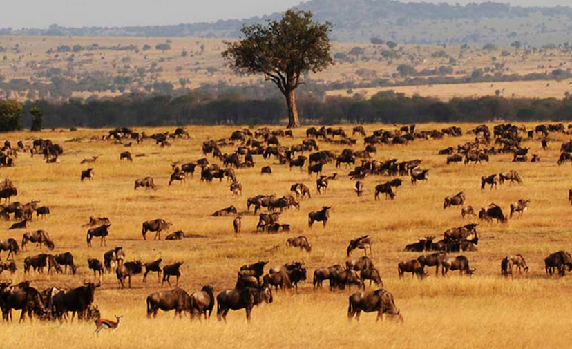 Great Migration in Masai Mara