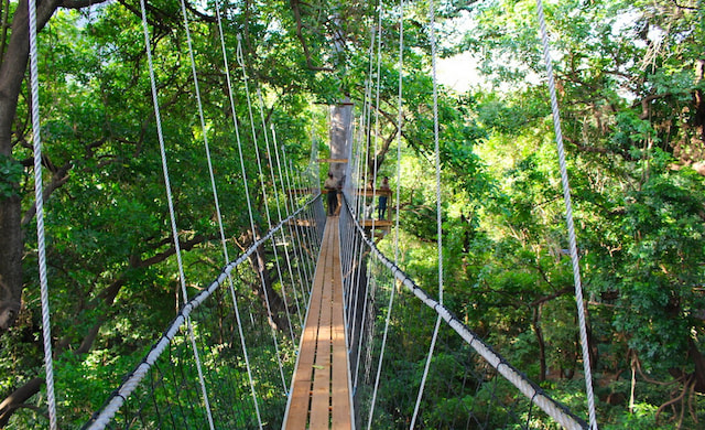 Hike in the Rainforest’s Canopy at Lake Manyara National Park