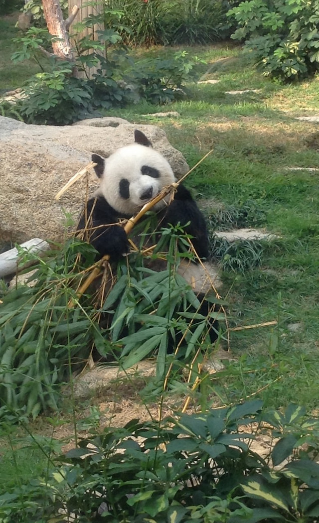 Macau- Pandas