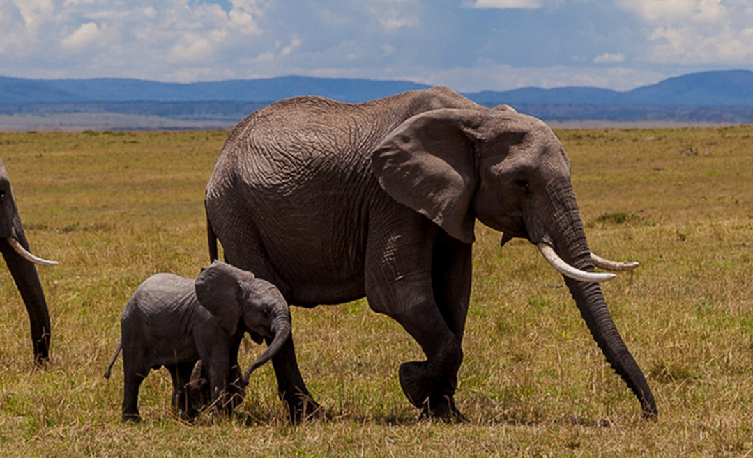 Nairobi national park