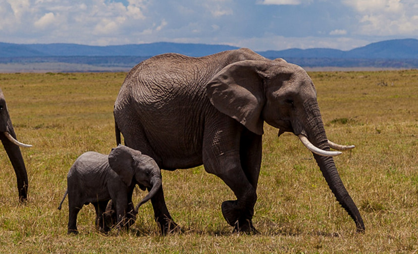 Nairobi national park
