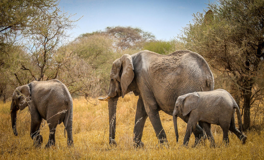 Tarangire National Park