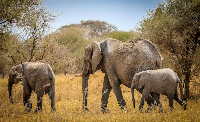 Tarangire National Park