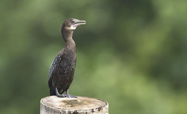 Pathiramanal Island Bird Watcher's Paradise