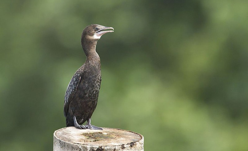 Pathiramanal Island Bird Watcher's Paradise