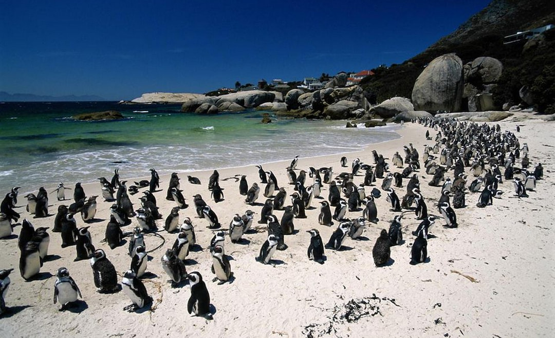 Penguins at Boulders Beach