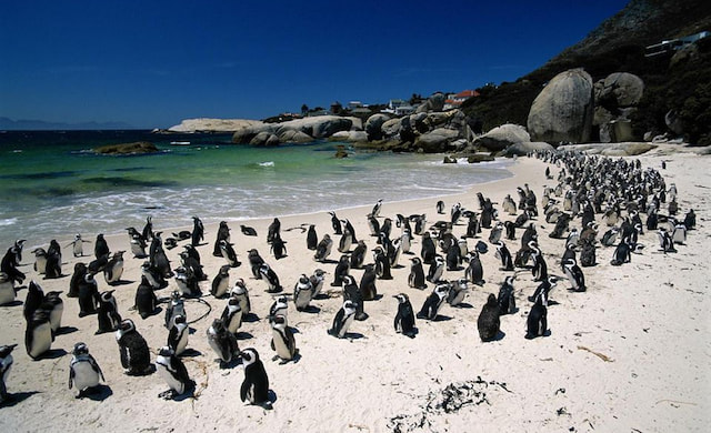 Penguins at Boulders Beach