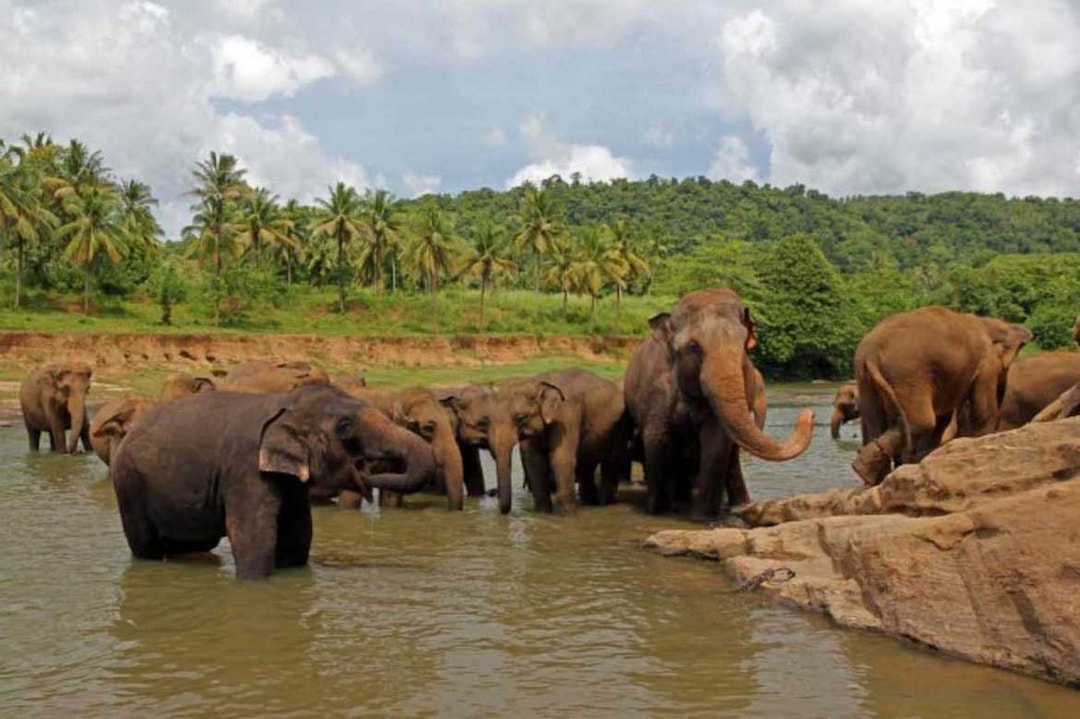 Pinnawala Elephant Orphanage