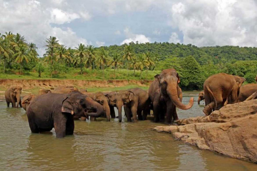Pinnawala Elephant Orphanage