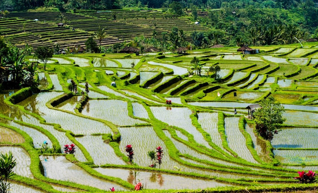 Rice Terrace