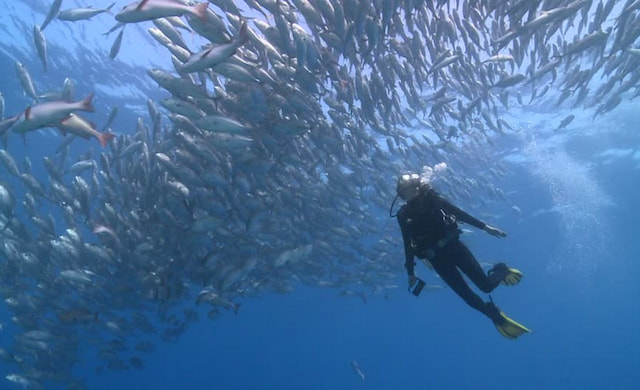 Scuba or snorkel the Indian Ocean