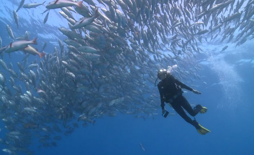 Scuba or snorkel the Indian Ocean