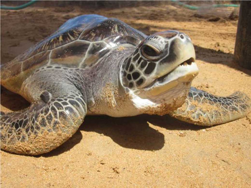 Kosgoda Sea Turtle Conservation Project