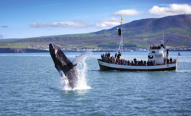 Whale Watching Tour