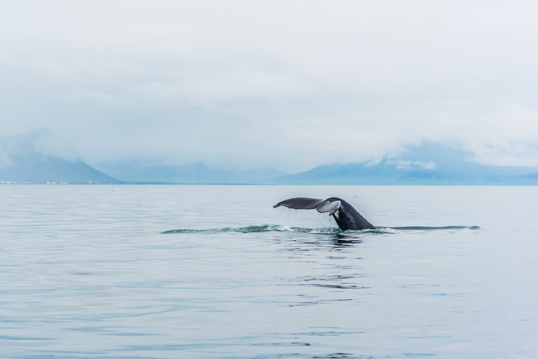 Whale-Watching Tour from Reykjavik