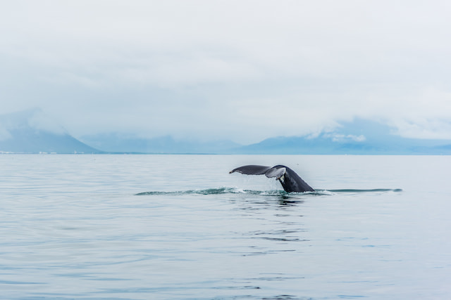 Whale-Watching Tour from Reykjavik