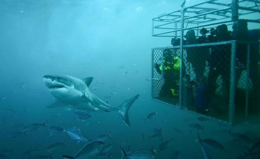 White Shark Tank Diving