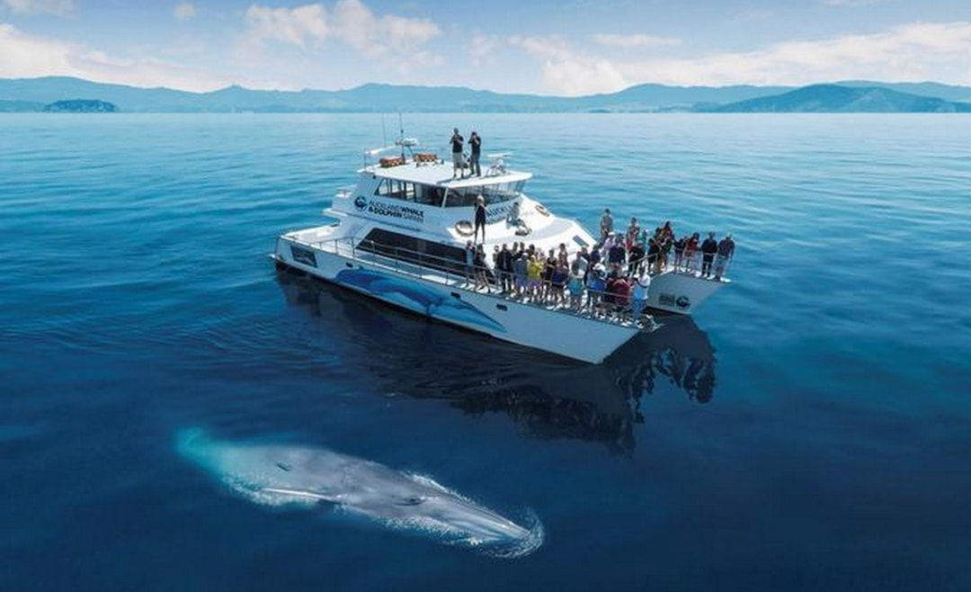 Go on a Whale Watching Cruise