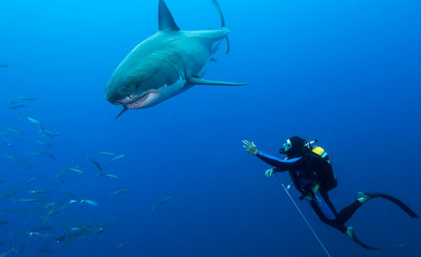 here-sharky-shark_1515412i