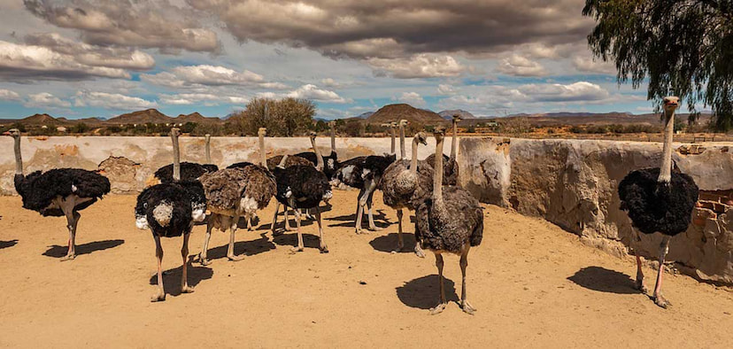 Ostrich Farm Tours