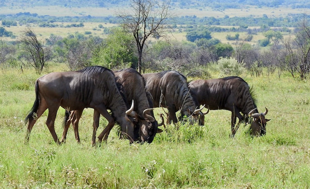 pilanesberg-national